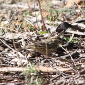 Pyrrholaemus sagittatus at Deakin, ACT - 15 Jul 2019 04:30 PM