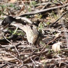 Pyrrholaemus sagittatus at Deakin, ACT - 15 Jul 2019 04:30 PM