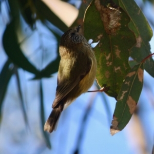 Acanthiza lineata at Deakin, ACT - 15 Jul 2019 04:31 PM