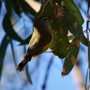 Acanthiza lineata at Deakin, ACT - 15 Jul 2019 04:31 PM