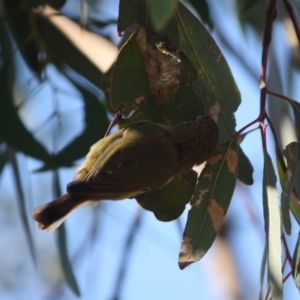 Acanthiza lineata at Deakin, ACT - 15 Jul 2019 04:31 PM