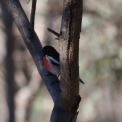 Petroica boodang (Scarlet Robin) at Deakin, ACT - 15 Jul 2019 by LisaH