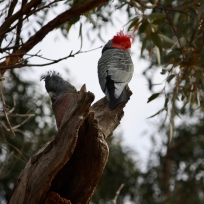 Callocephalon fimbriatum (Gang-gang Cockatoo) at Hughes, ACT - 7 Jul 2019 by LisaH