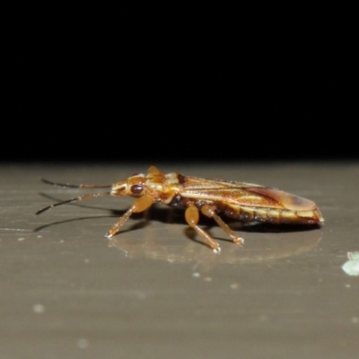 Thaumastocoris sp. (genus) (Bronze bug) at Acton, ACT - 13 Jul 2019 by TimL