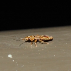 Thaumastocoris sp. (genus) at Acton, ACT - 13 Jul 2019 01:29 PM