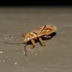 Thaumastocoris sp. (genus) at Acton, ACT - 13 Jul 2019