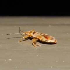 Thaumastocoris sp. (genus) at Acton, ACT - 13 Jul 2019 01:29 PM