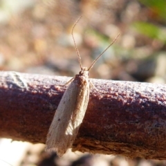 Oecophoridae provisional group 5 at Majura, ACT - 15 Jul 2019 by Christine