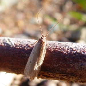 Oecophoridae provisional group 5 at Majura, ACT - 15 Jul 2019 02:02 PM