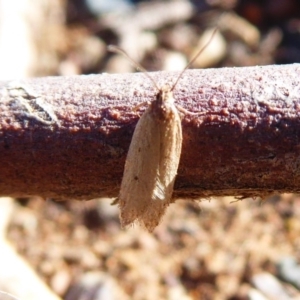 Oecophoridae provisional group 5 at Majura, ACT - 15 Jul 2019 02:02 PM