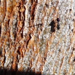 Anonychomyrma sp. (genus) at Majura, ACT - 15 Jul 2019 02:49 PM