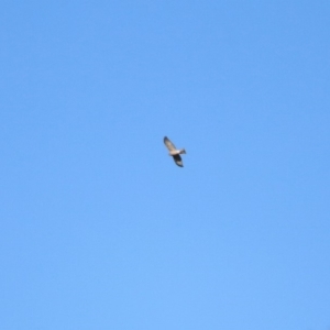 Accipiter cirrocephalus at Fyshwick, ACT - 15 Jul 2019