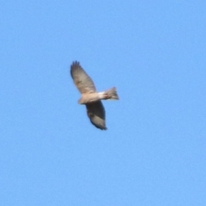 Accipiter cirrocephalus at Fyshwick, ACT - 15 Jul 2019