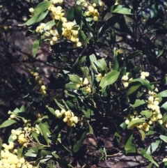 Acacia melanoxylon (Blackwood) at Conder, ACT - 10 Sep 2000 by MichaelBedingfield