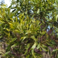 Acacia melanoxylon (Blackwood) at Conder, ACT - 7 Dec 1999 by MichaelBedingfield