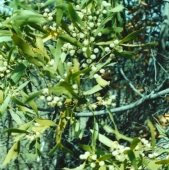 Acacia melanoxylon (Blackwood) at Conder, ACT - 27 Sep 2000 by MichaelBedingfield