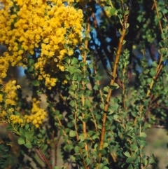 Acacia pravissima (Wedge-leaved Wattle, Ovens Wattle) at Tuggeranong Hill - 25 Sep 2001 by michaelb