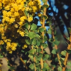 Acacia pravissima at Theodore, ACT - 26 Sep 2001