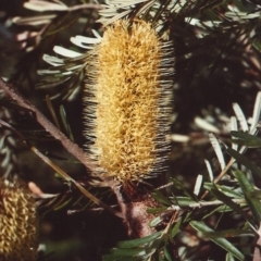 Banksia marginata (Silver Banksia) at Conder, ACT - 15 Feb 2011 by MichaelBedingfield