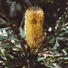 Banksia marginata at Conder, ACT - 15 Feb 2011