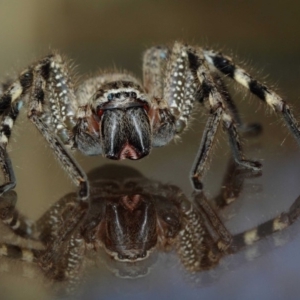 Neosparassus calligaster at Evatt, ACT - 2 Nov 2017