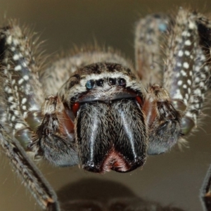 Neosparassus calligaster at Evatt, ACT - 2 Nov 2017