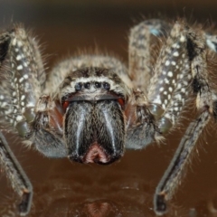 Neosparassus calligaster at Evatt, ACT - 2 Nov 2017