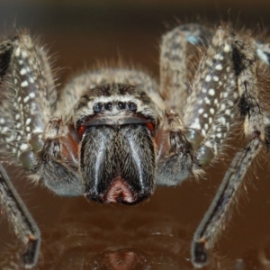 Neosparassus calligaster at Evatt, ACT - 2 Nov 2017