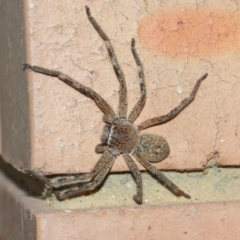 Neosparassus calligaster at Evatt, ACT - 2 Nov 2017 03:01 PM