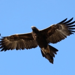 Aquila audax (Wedge-tailed Eagle) at Warri, NSW - 15 Jul 2019 by jb2602