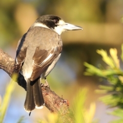 Cracticus torquatus (Grey Butcherbird) at Rosedale, NSW - 8 Jul 2019 by jb2602