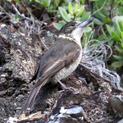 Cracticus torquatus (Grey Butcherbird) at Rosedale, NSW - 5 Jul 2019 by jb2602