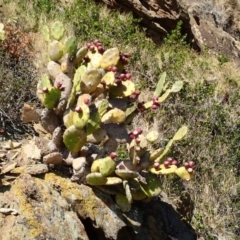 Opuntia stricta (Common Prickly Pear) at Rosedale, NSW - 10 Jul 2019 by jb2602