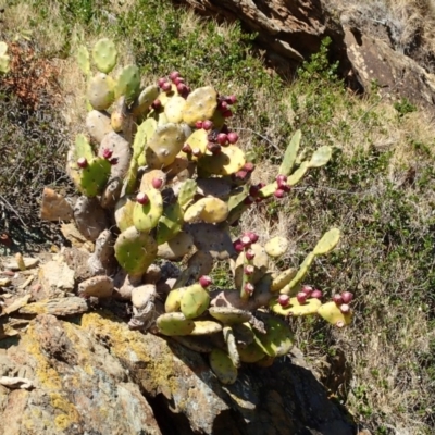 Opuntia stricta (Common Prickly Pear) at Rosedale, NSW - 10 Jul 2019 by jbromilow50