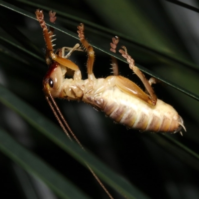 Gryllacrididae (family) (Unidentified Raspy Cricket) at Rosedale, NSW - 6 Jul 2019 by jbromilow50