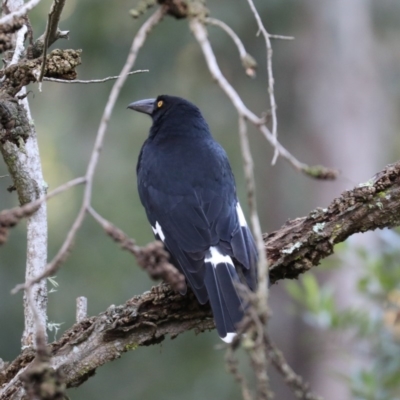 Strepera graculina (Pied Currawong) at Broulee, NSW - 7 Jul 2019 by jbromilow50