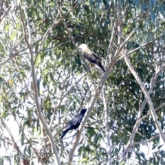 Haliastur sphenurus (Whistling Kite) at Tomakin, NSW - 9 Jul 2019 by jb2602