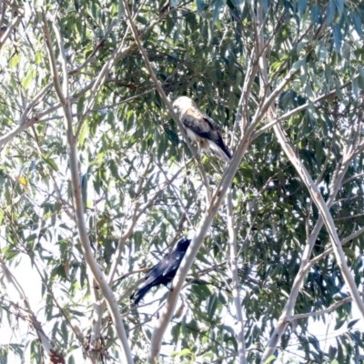 Haliastur sphenurus (Whistling Kite) at Tomakin, NSW - 9 Jul 2019 by jb2602