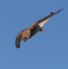Falco cenchroides at Rosedale, NSW - 7 Jul 2019 12:17 PM