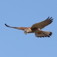 Falco cenchroides at Rosedale, NSW - 7 Jul 2019 12:17 PM