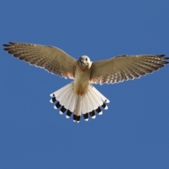 Falco cenchroides at Rosedale, NSW - 7 Jul 2019 12:17 PM