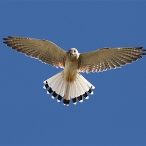 Falco cenchroides at Rosedale, NSW - 7 Jul 2019 12:17 PM
