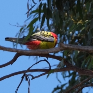 Platycercus eximius at Molonglo River Reserve - 16 Jul 2019