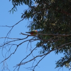 Platycercus eximius at Molonglo River Reserve - 16 Jul 2019