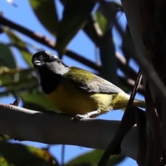 Falcunculus frontatus (Eastern Shrike-tit) at Broulee, NSW - 13 Jul 2019 by jbromilow50