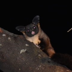 Petaurus australis australis (Yellow-bellied Glider) at Wonboyn, NSW - 14 Jul 2019 by Jeeves