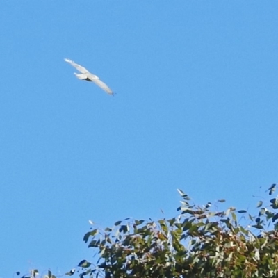 Accipiter novaehollandiae (Grey Goshawk) at Fyshwick, ACT - 16 Jul 2019 by RodDeb