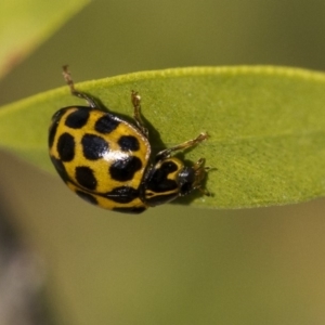 Harmonia conformis at Higgins, ACT - 7 Jul 2019 12:33 PM