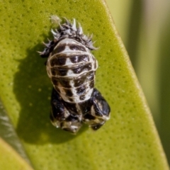 Harmonia conformis at Higgins, ACT - 7 Jul 2019 12:33 PM