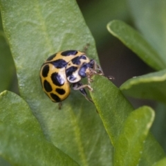 Harmonia conformis at Higgins, ACT - 7 Jul 2019 12:33 PM